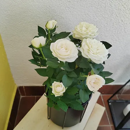 Animasei Apartment, Blizina Kbc - Lokalitet Susak *