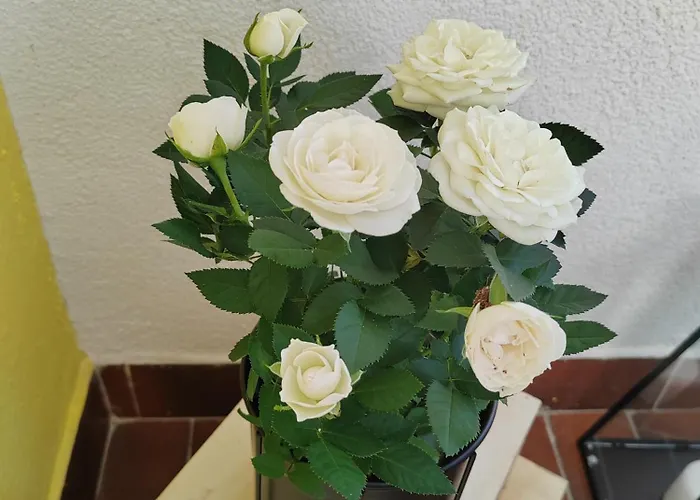 Animasei Apartment, Blizina Kbc - Lokalitet Susak *